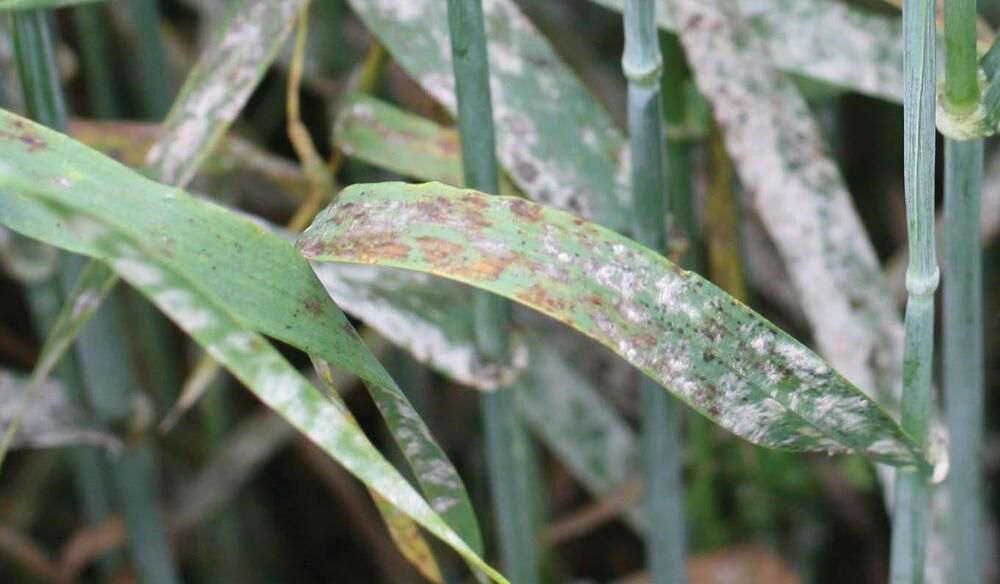 Powdery Mildew - Barley